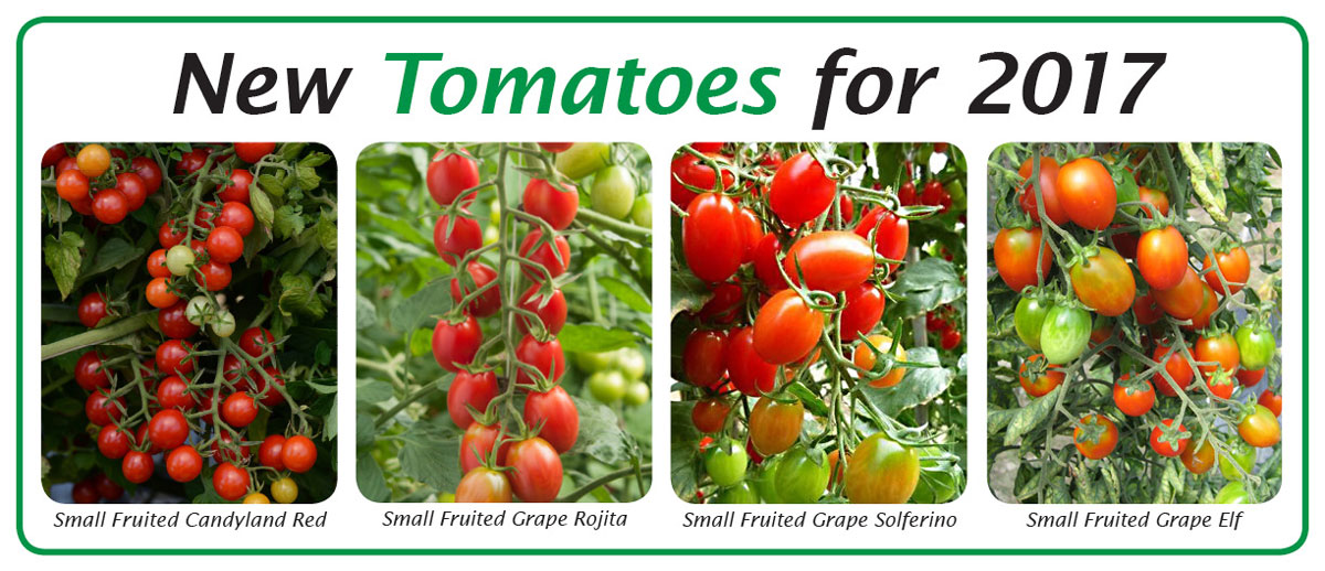New Tomatoes for 2017