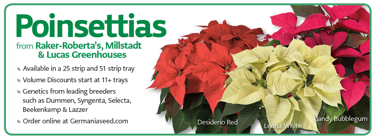 pointsettias.jpg