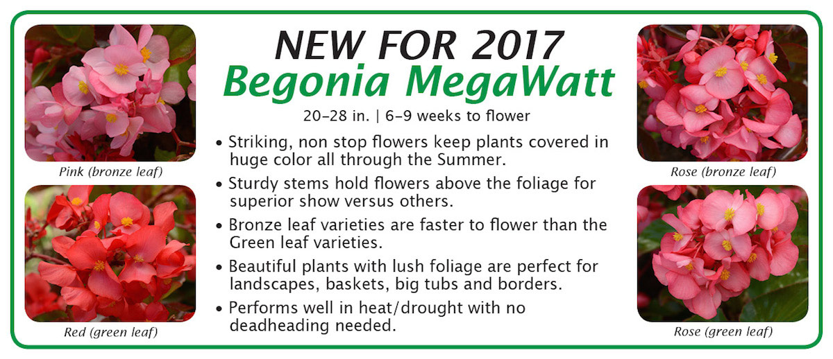 New for 2017 Begonia MegaWatt