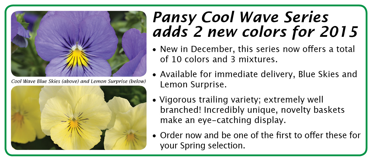 pansy cool wave 2015