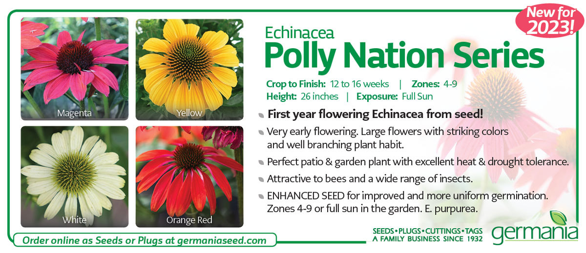echinacea-pollynation