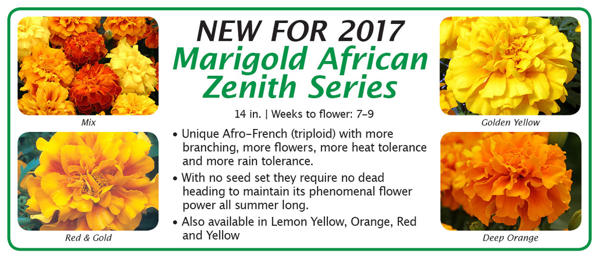 Marigold African Zenith