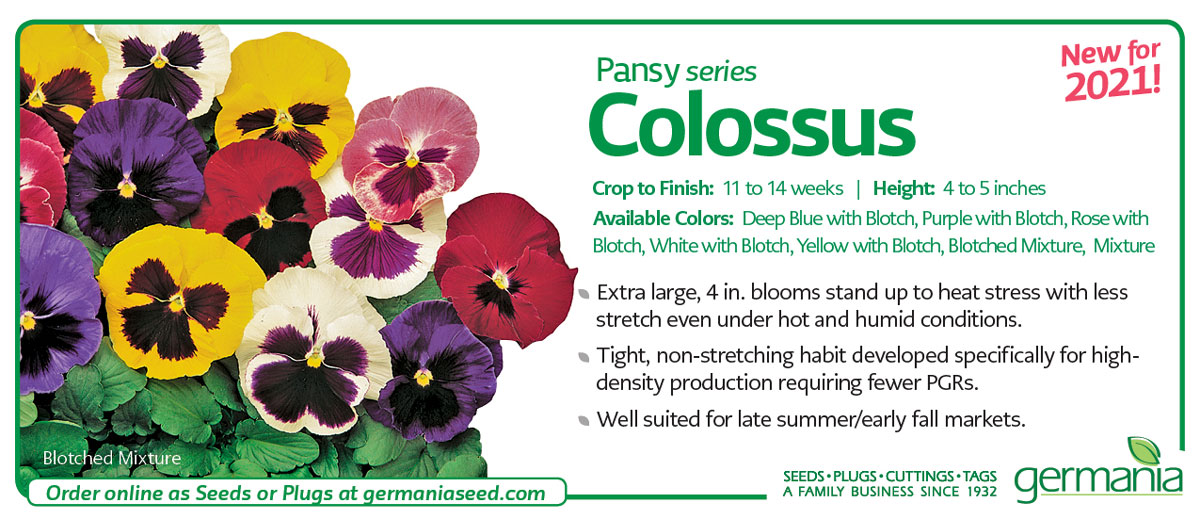 pansy-colossus