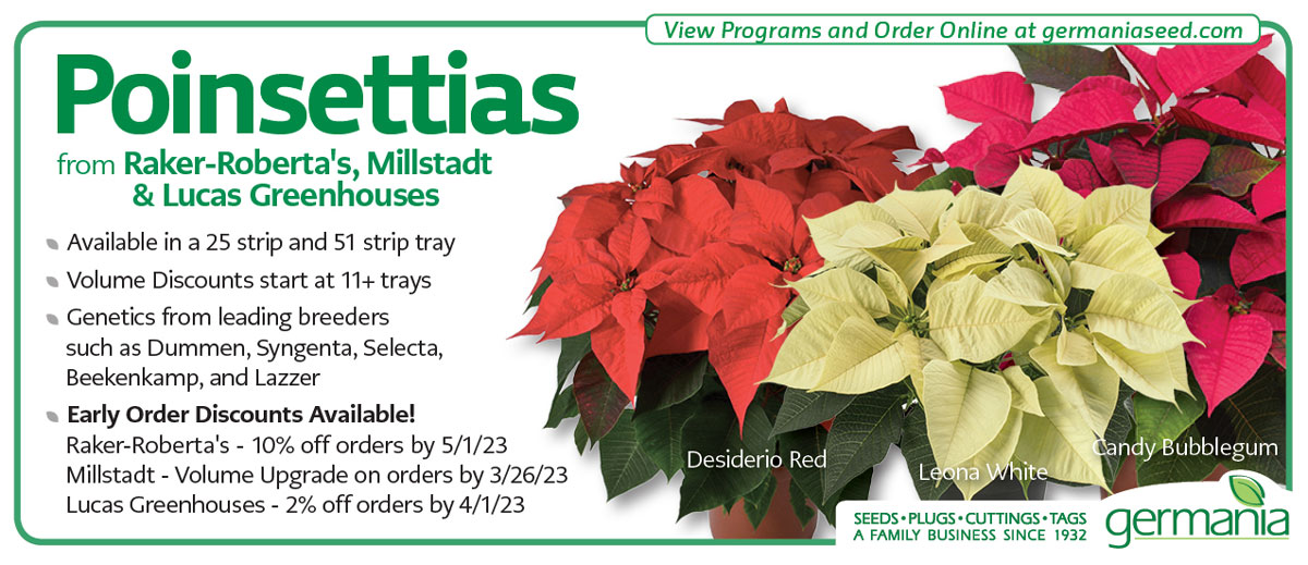 poinsettias