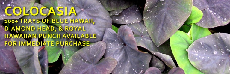 raker colocasia
