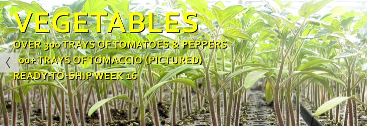 raker veggies
