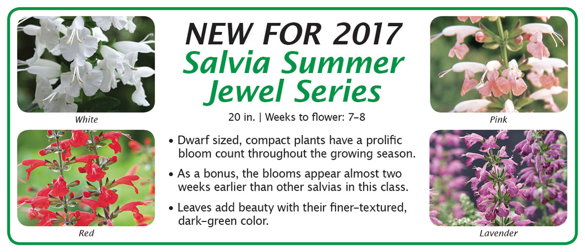 Salvia Summer Jewel