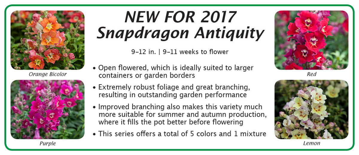 New For 2017 Snapdragon Antiquity