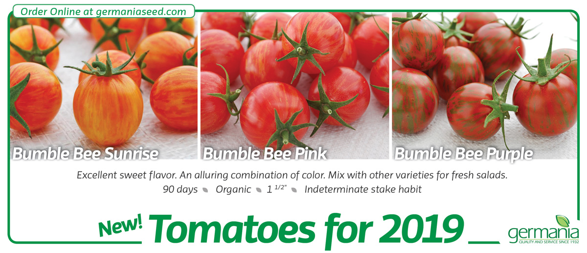 tomato_bumble-bee-1200