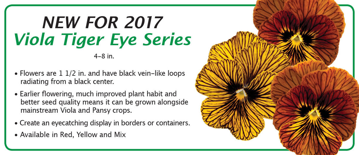 New for 2017 Viola Tiger Eye