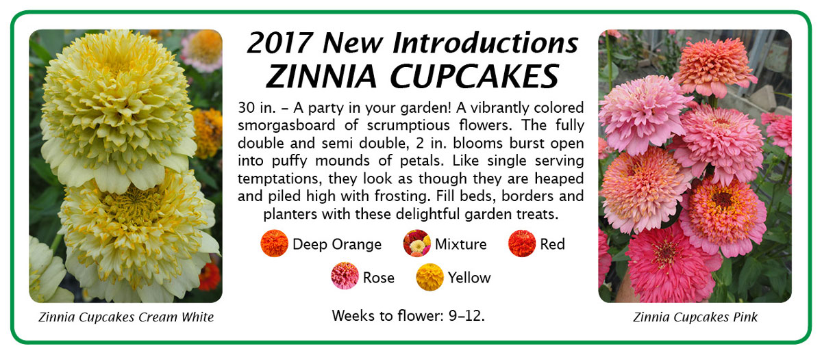 2017 New Introductions Zinnia Cupcakes