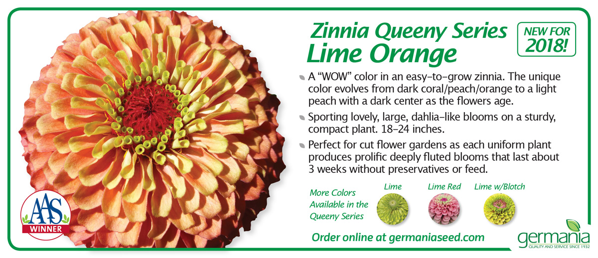zinnia-queeny-lime-orange-1200