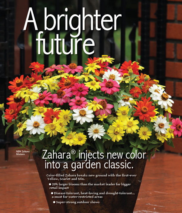 Zinnia Zahara Mixture