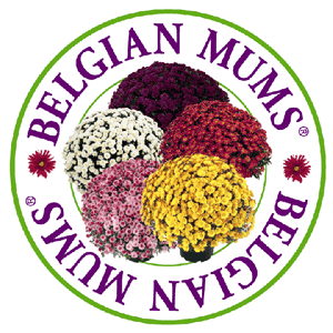 BelgPoster.gif