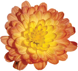 JacquelineOrangeFusion