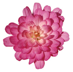 Jacqueline Pink