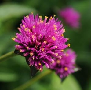 gomphrena fireworks