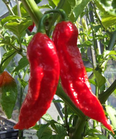 ghost pepper