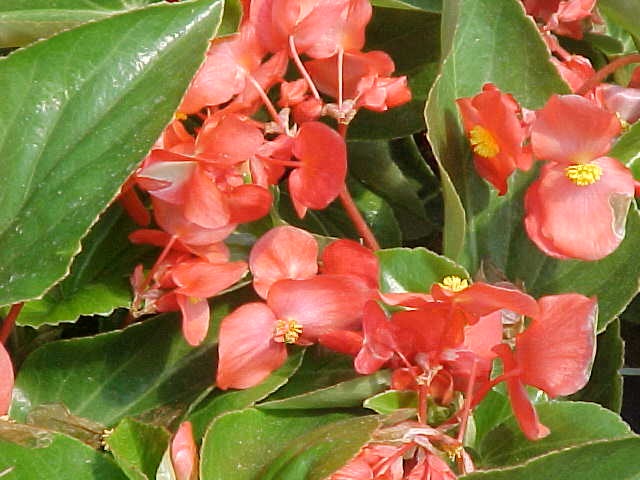 Germania Seed