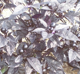 Germania Seed