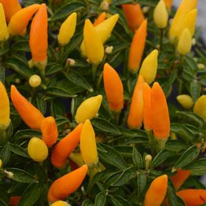 Germania Seed