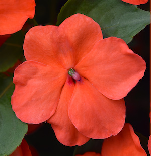 Germania Seed