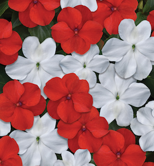 Germania Seed