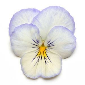 Germania Seed