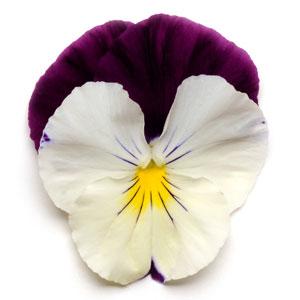 Germania Seed