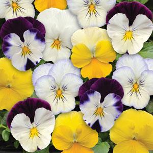 Germania Seed