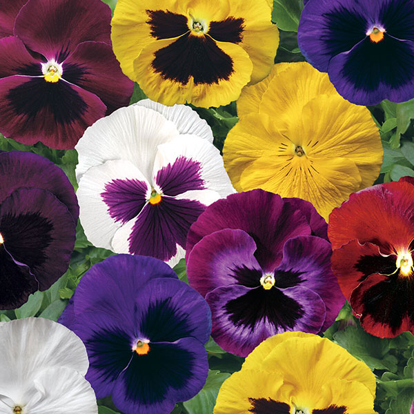 Germania Seed