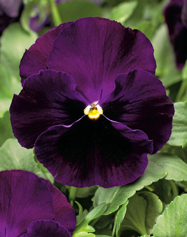 Germania Seed