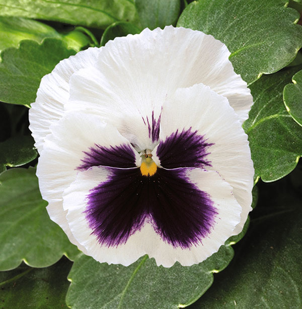 Germania Seed