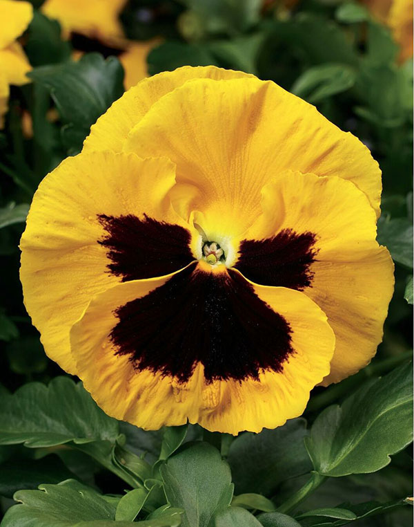Germania Seed