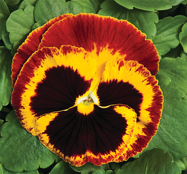 Germania Seed