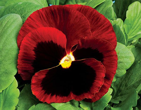 Germania Seed
