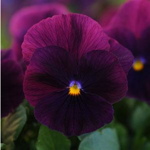Germania Seed