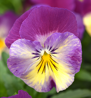 Germania Seed