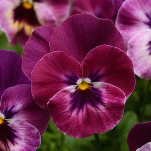 Germania Seed