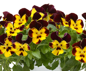 Germania Seed