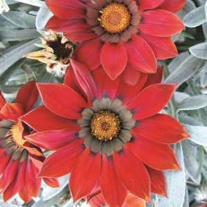 Germania Seed