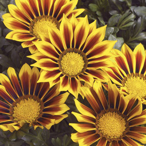 Germania Seed