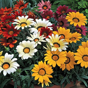 Germania Seed