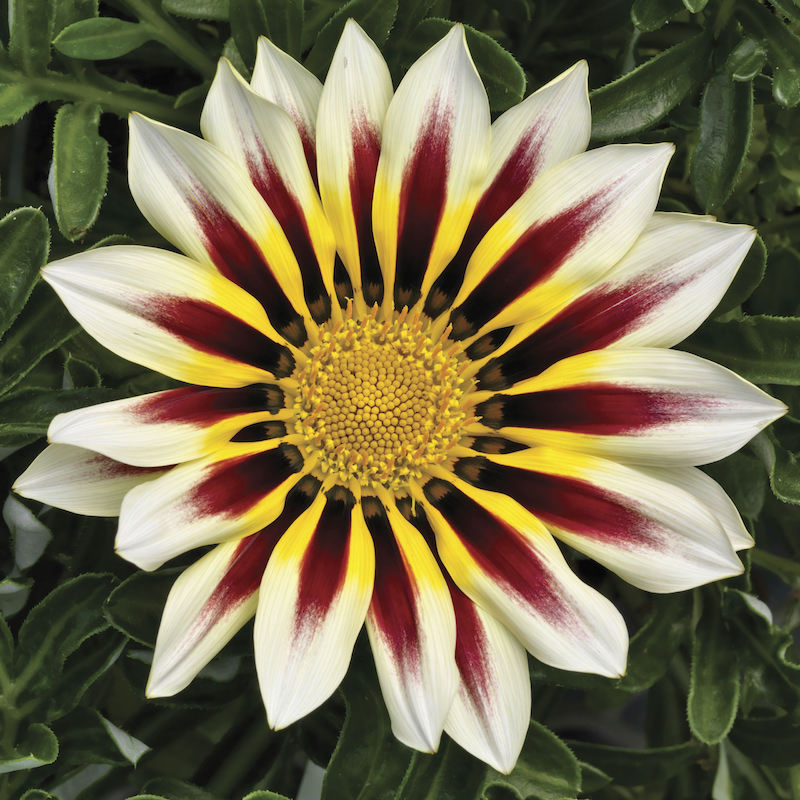 Germania Seed