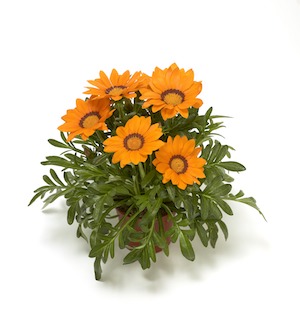 Germania Seed