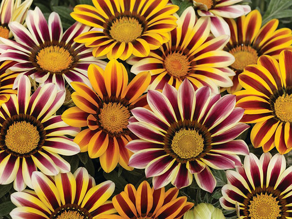 Germania Seed