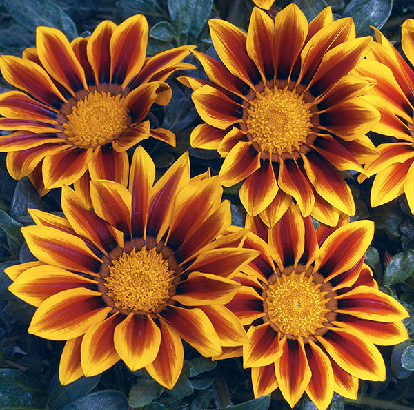 Germania Seed
