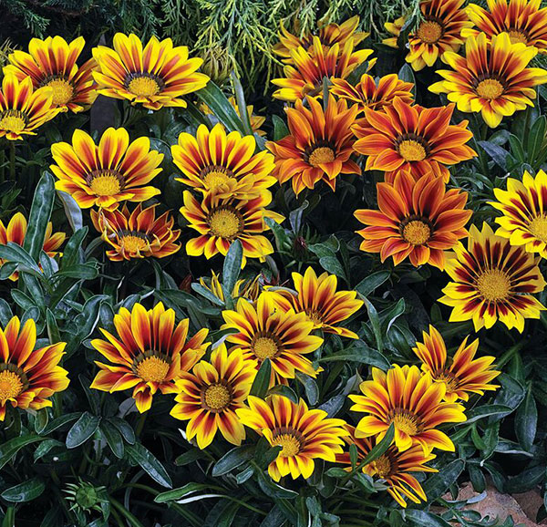 Germania Seed