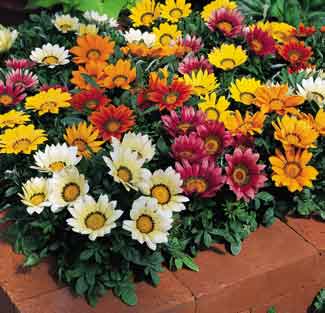 Germania Seed
