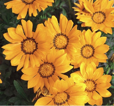 Germania Seed
